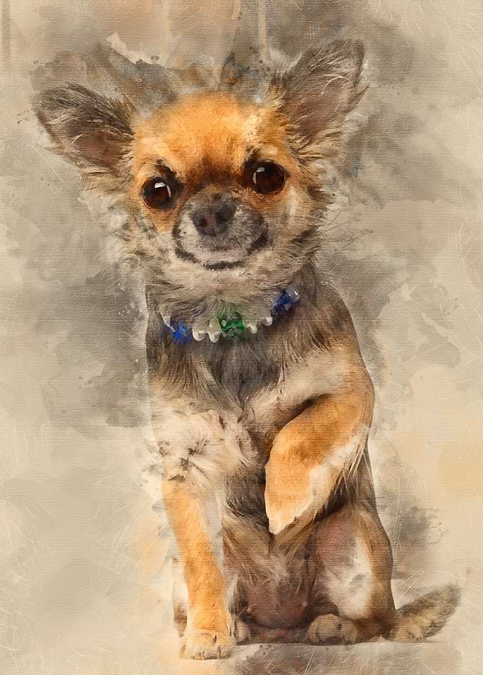 Chihuahua sitting and look