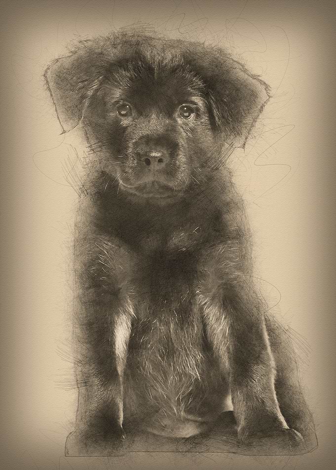 Mixedbreed dog 2 months o