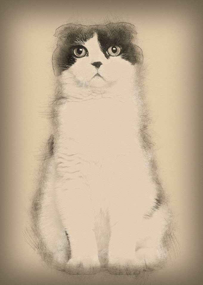 Scottish Fold 6 months old