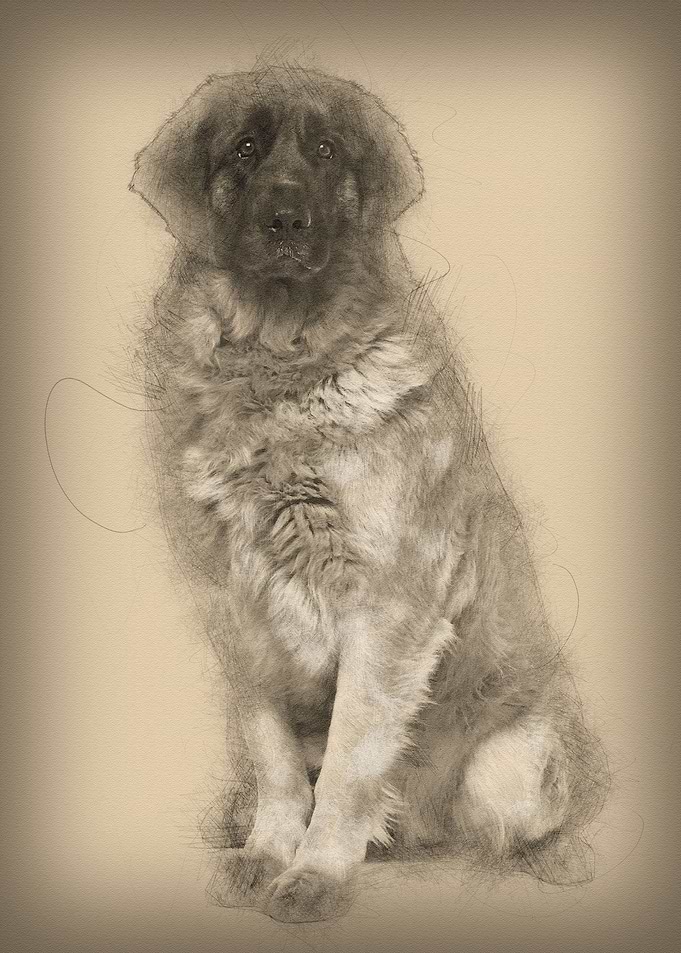 Leonberger dog 2 years old