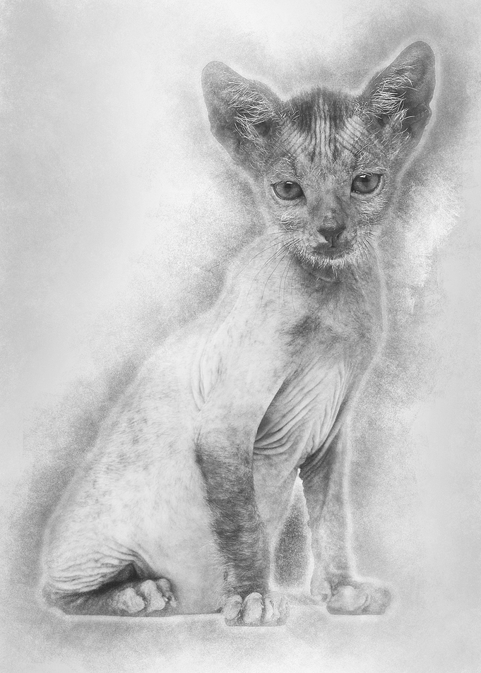 Kitten Lykoi cat 7 weeks o