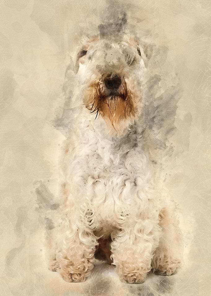 SoftCoated Wheaten Terrie