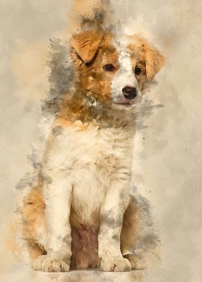 Border Collie puppy sittin