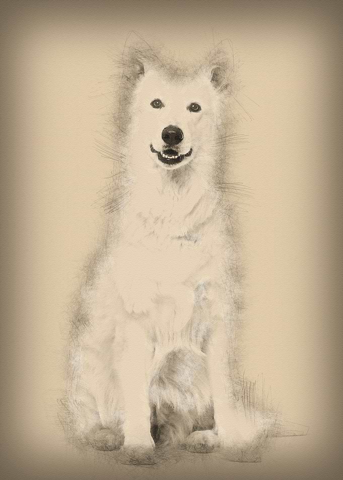 Swiss White Shepherd dog