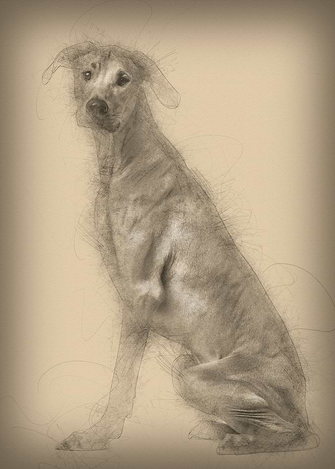Rhodesian Ridgeback sittin