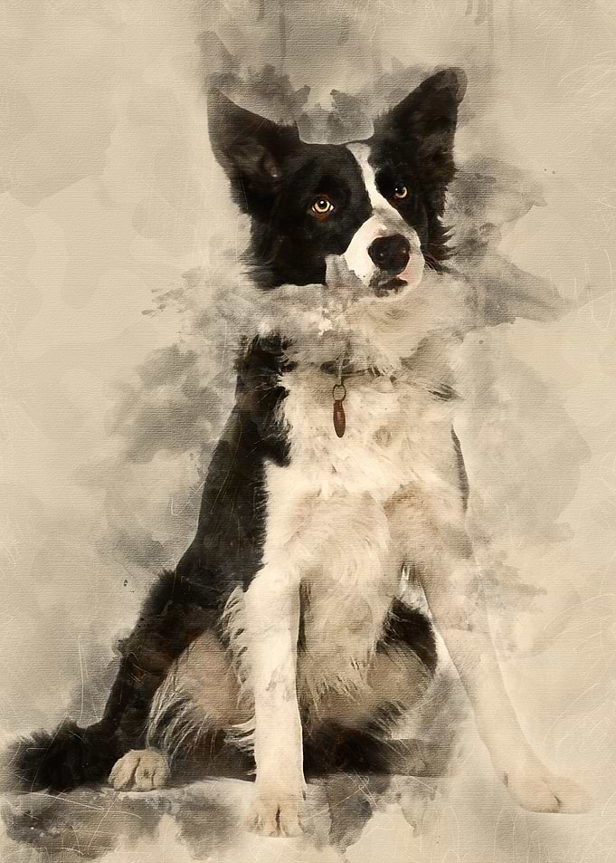 Border Collie 1 year old s