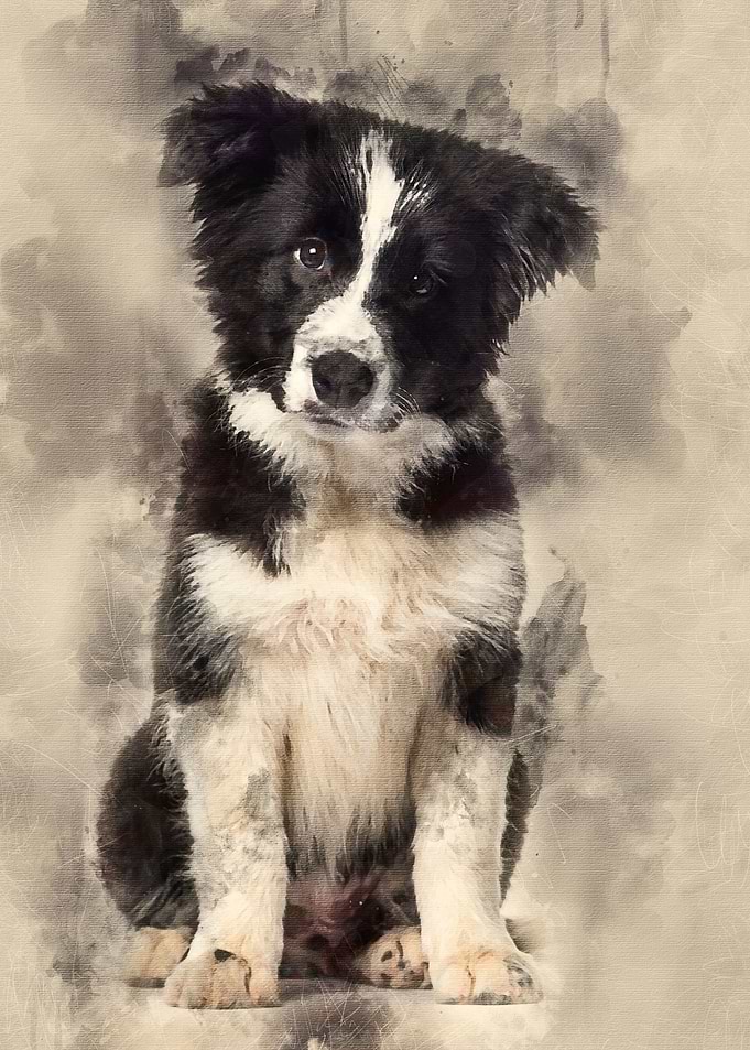 Border Collie puppy 17 wee