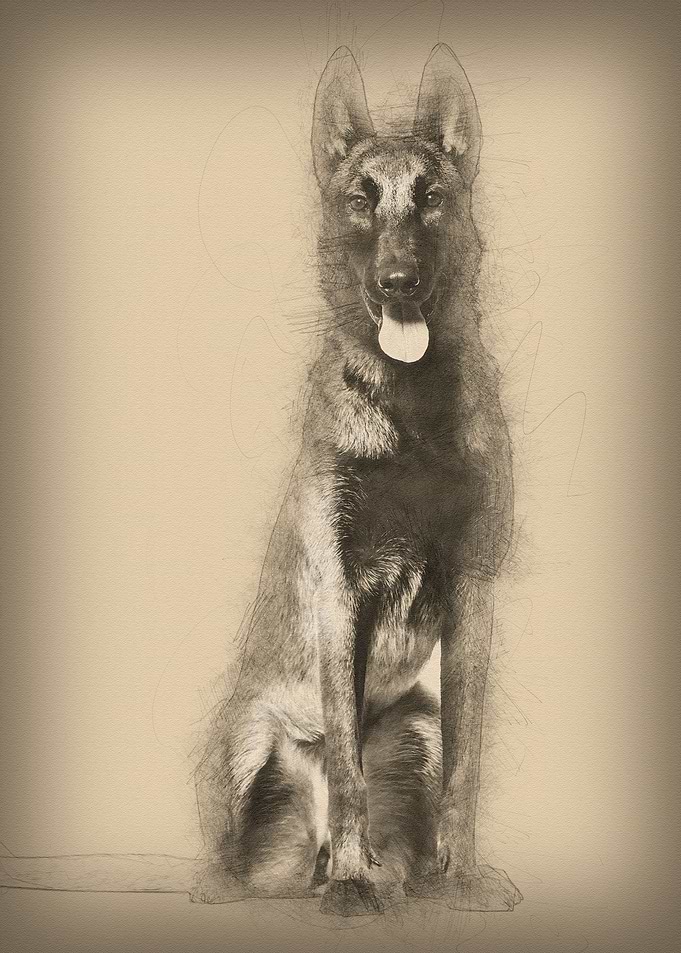 Malinois dog 1 year old si