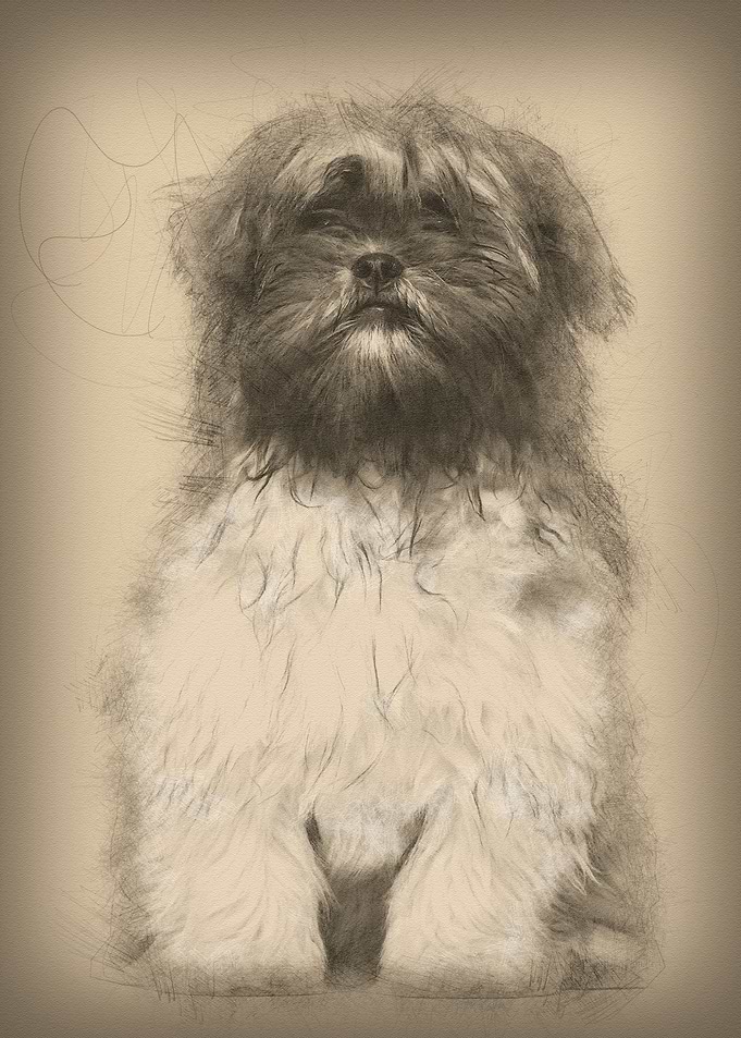 Lhasa apso sitting against