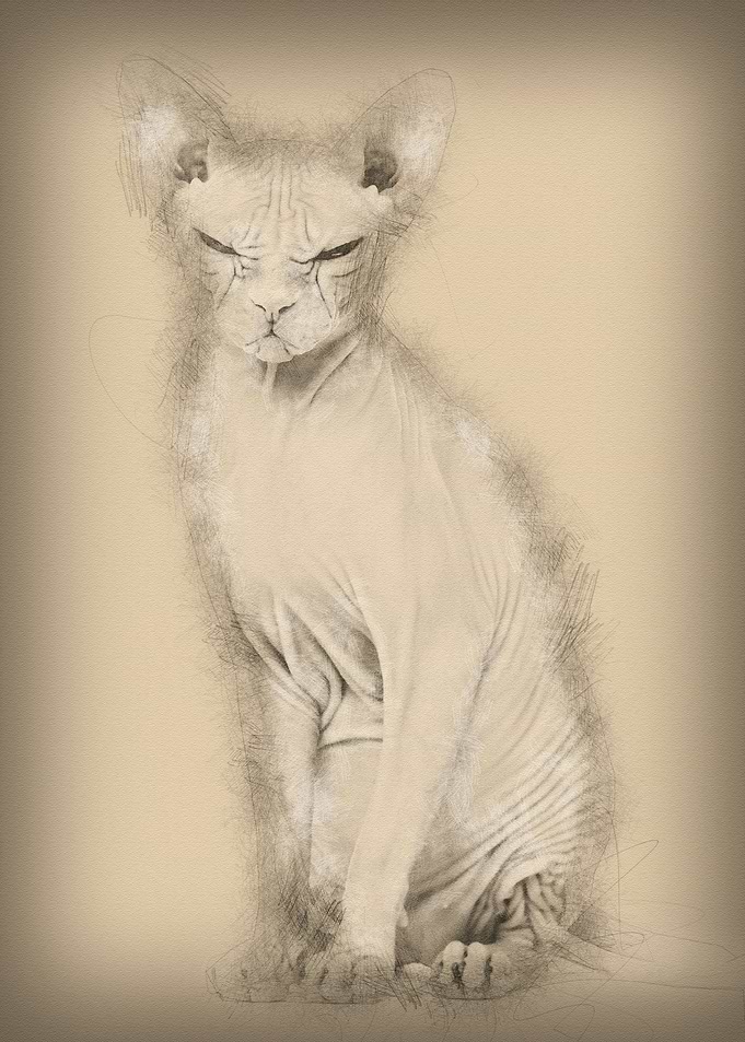 Sphynx Hairless Cat 4 year