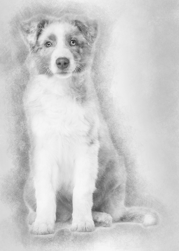 Australian Shepherd puppy