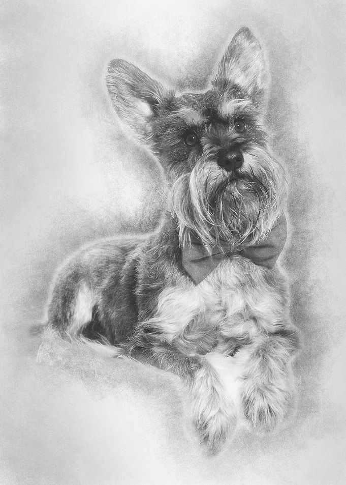 Schnauzer lying against wh