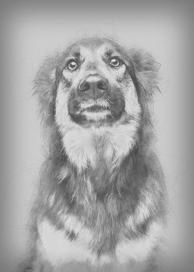 beautiful mixed breed dog