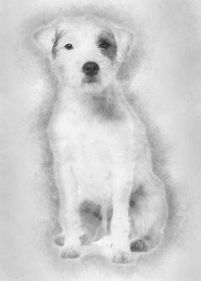Parson Russell Terrier sit
