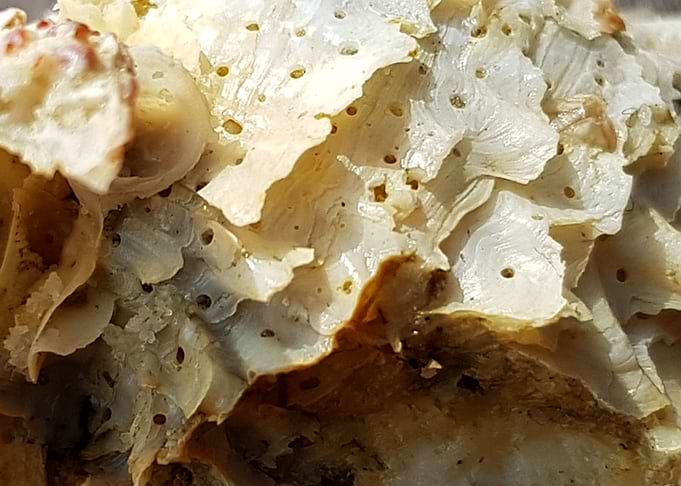 Sea shell