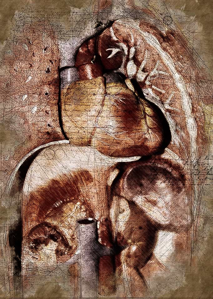 The heart