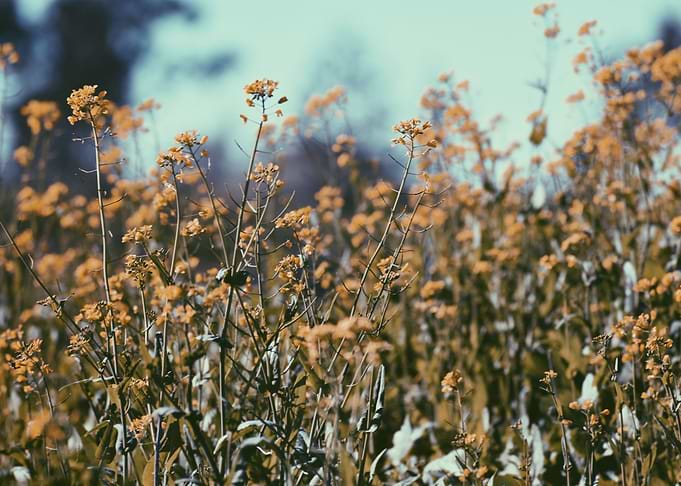 Wildflowers II