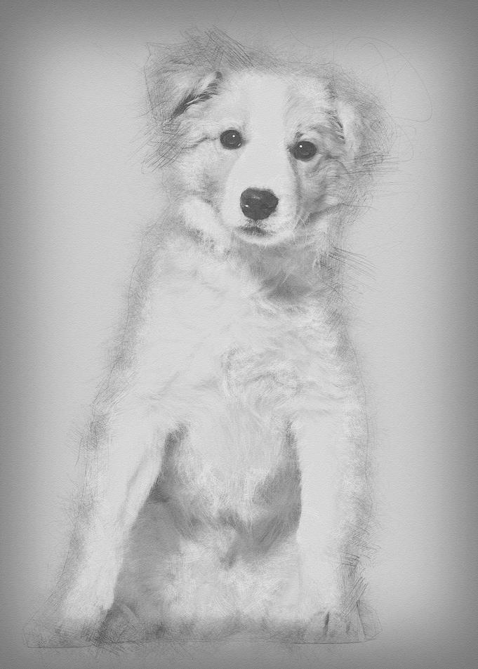Border Collie puppy sittin