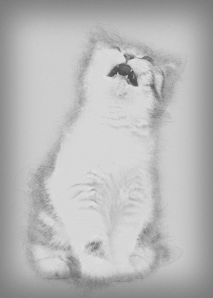 British Shorthair kitten 3