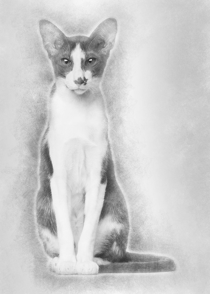 Oriental Shorthair sitting