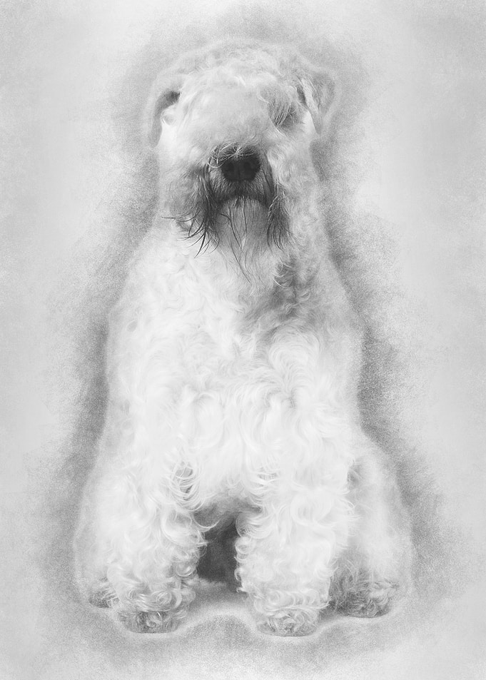 SoftCoated Wheaten Terrie