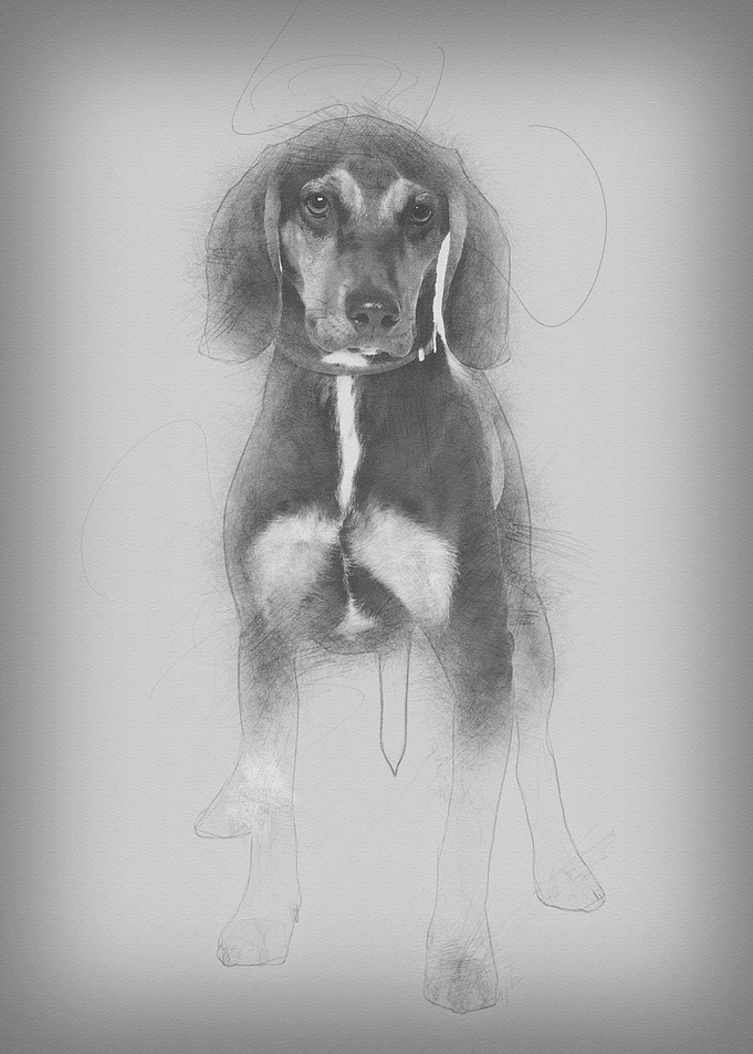 Cross breed with a Beagle