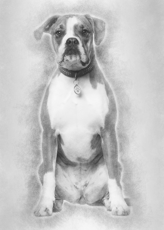 Portrait of Boxer 14 years