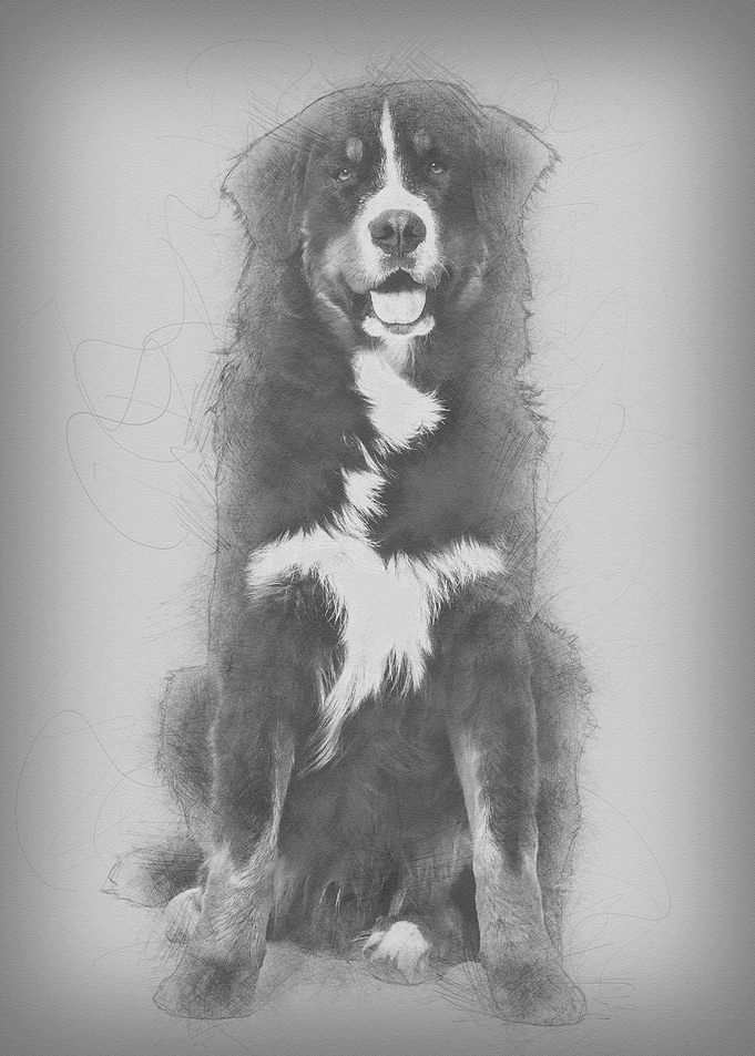 Bernese Mountain Dog 10 mo