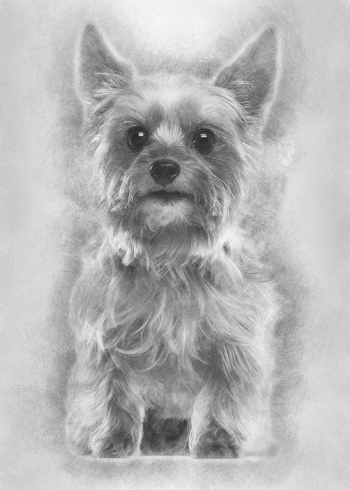 Yorkshire Terrier 9 years