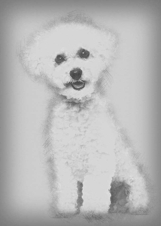 Bichon Frise dog sitting a