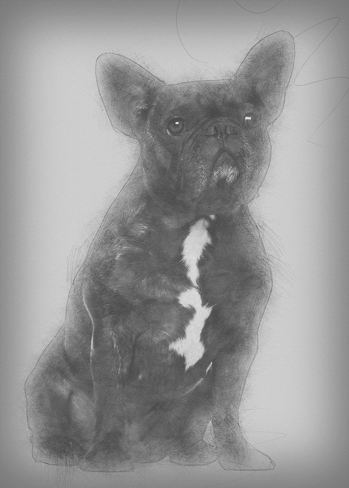 French Bulldog sitting aga