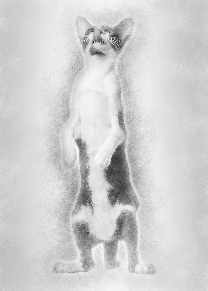 Oriental Shorthair standin