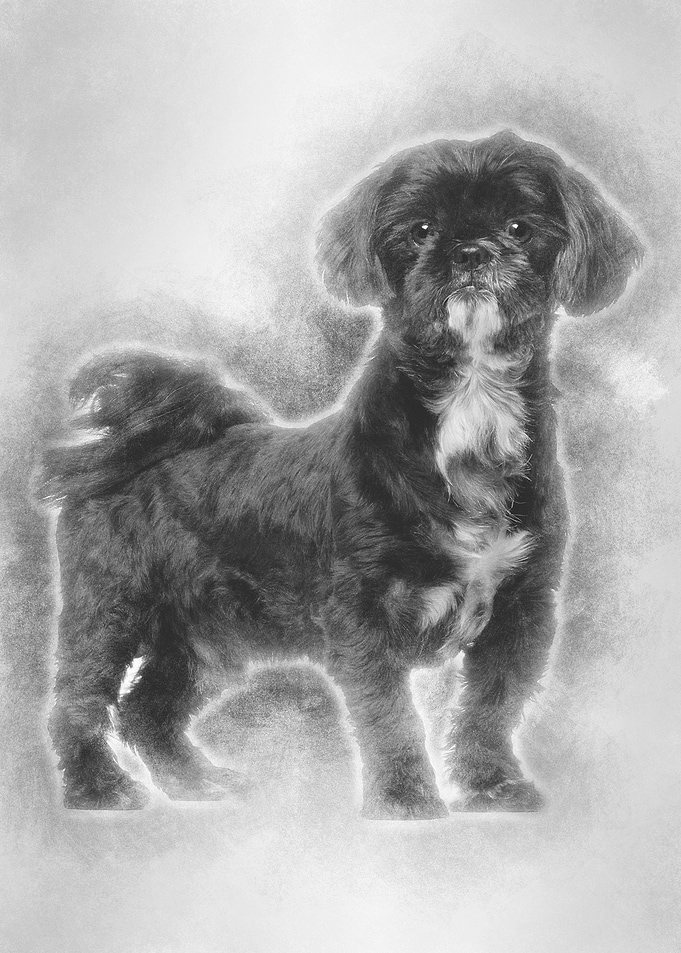 Shih Tzu standing