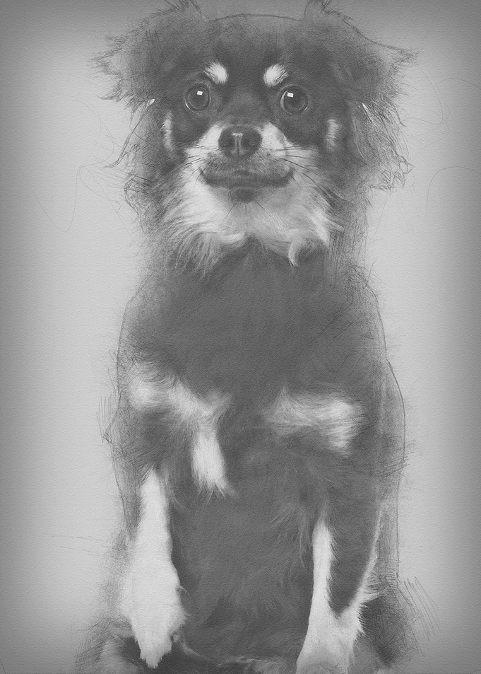 Chihuahua 1 year old sitti