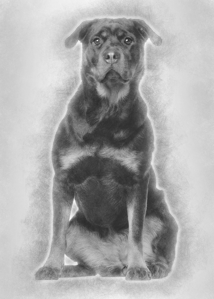 Rottweiler sitting