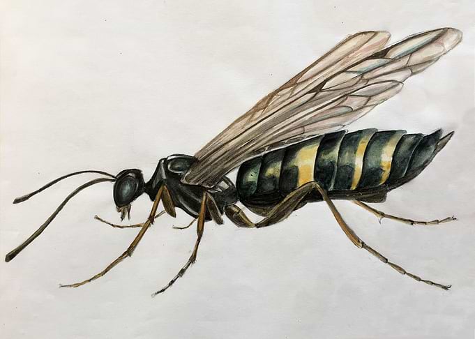 a real bee