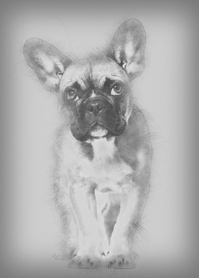 French Bulldog 5 months ol