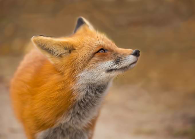 Smiling Fox