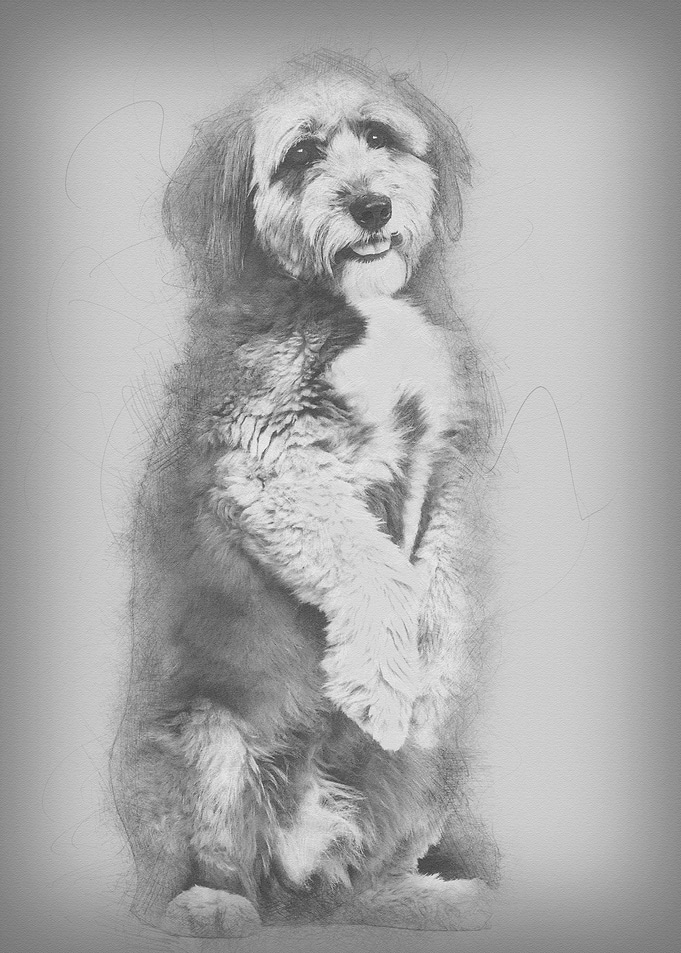 Crossbreed 4 years old sta