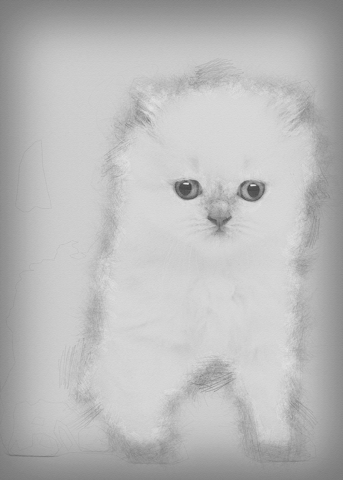British Longhair Kitten 5