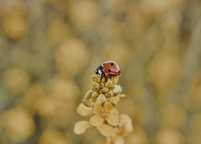 Ladbug I