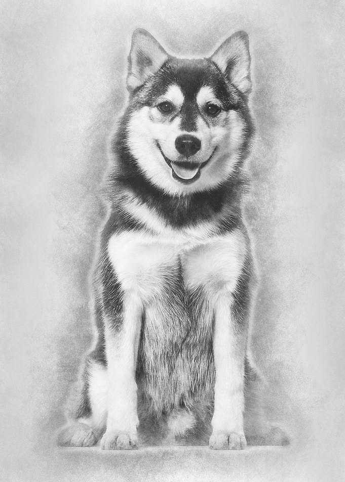 Pomsky dog sitting against