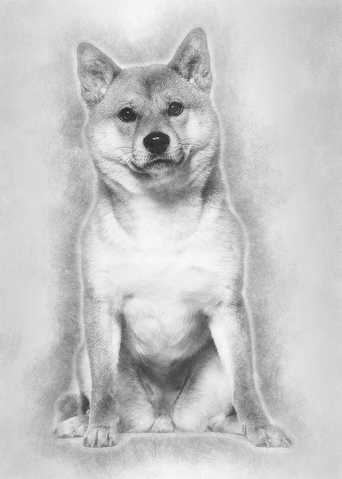 Shiba Inu sitting against