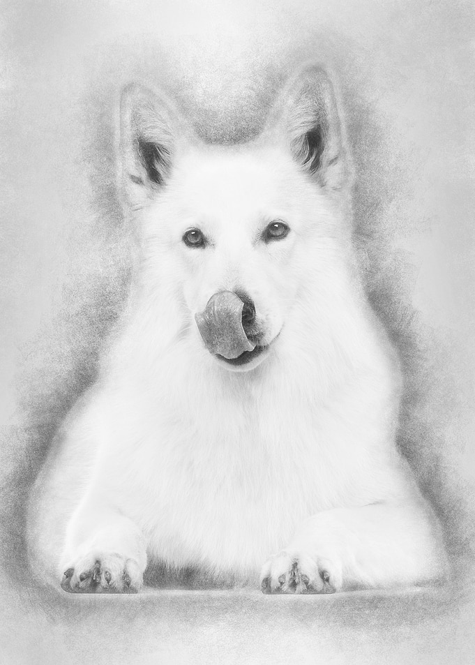 Swiss Shepherd dog 5 years