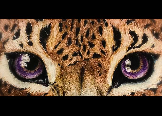 The eyes of Jaguar