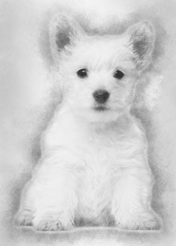 West Highland Terrier pupp