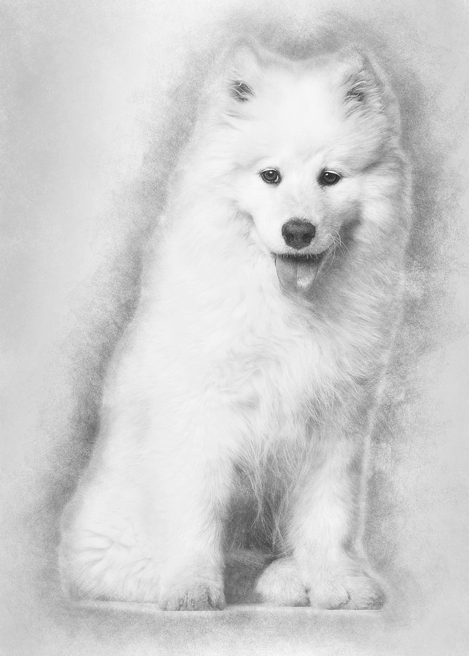 Samoyed puppy sitting agai