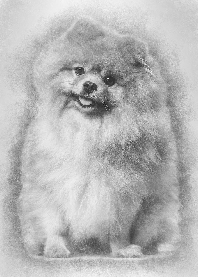 Spitz dog sitting against