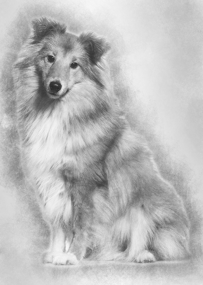 Shetland Sheepdog sitting