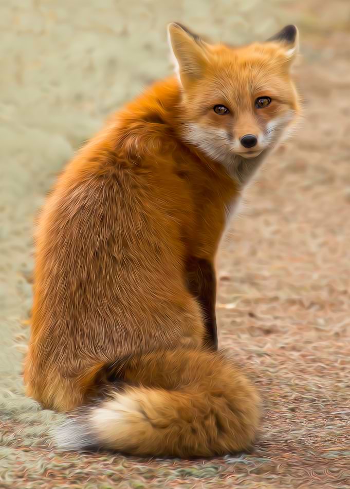 Sly Fox
